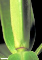 Veronica salicifolia. Leaf bud with small sinus. Scale = 1 mm.
 Image: W.M. Malcolm © Te Papa CC-BY-NC 3.0 NZ